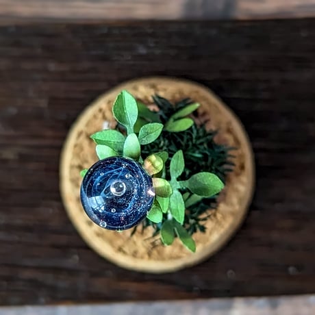 ガラス植物の標本　中