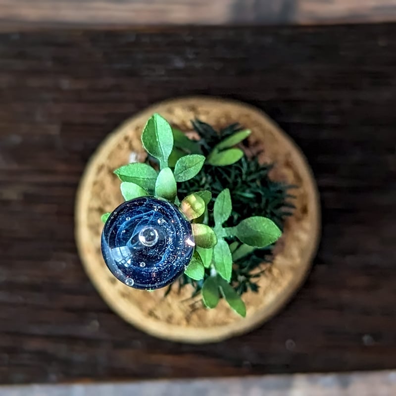 ガラス植物の標本 中 | Mu2Que