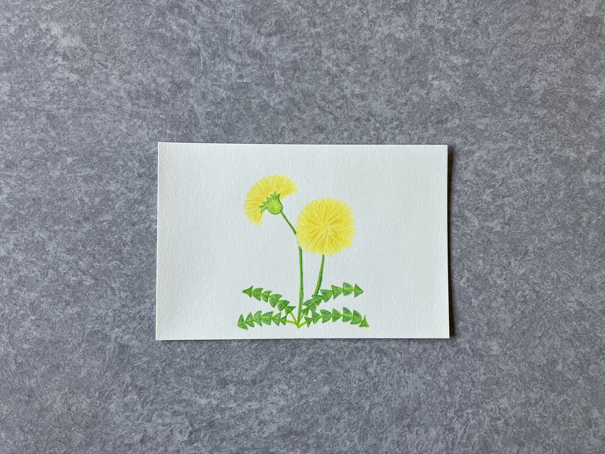 油彩　たんぽぽ 油彩たんぽぽ