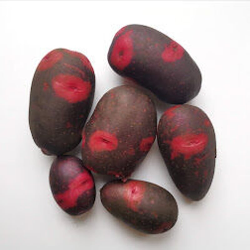 デストロイヤー 新じゃが 掘り立て 栽培期間中 無農薬 無肥料 デストロイヤー 新じゃが 掘り立て 栽培期間中 無農薬 無肥料