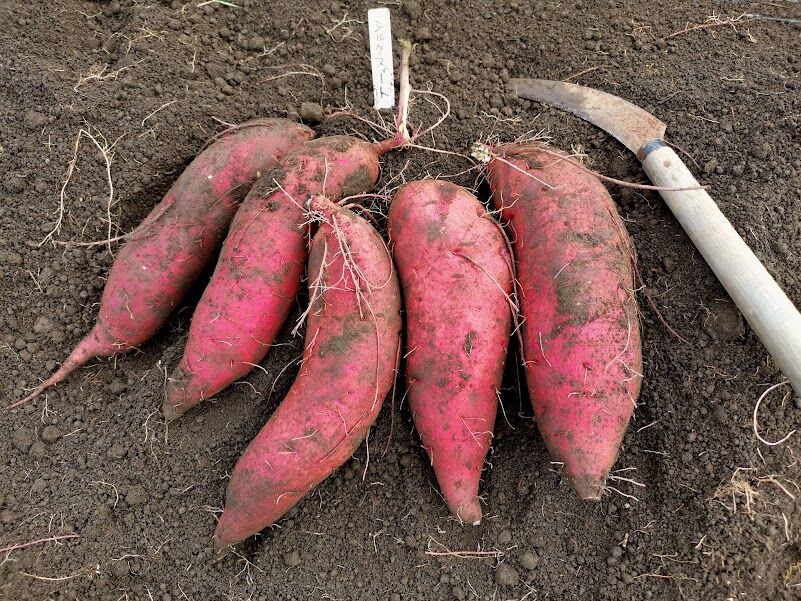 無農薬ベニはるか芋苗800本 農薬・肥料不使用 【長期熟成】さつまいも「紅はるか」 | commune