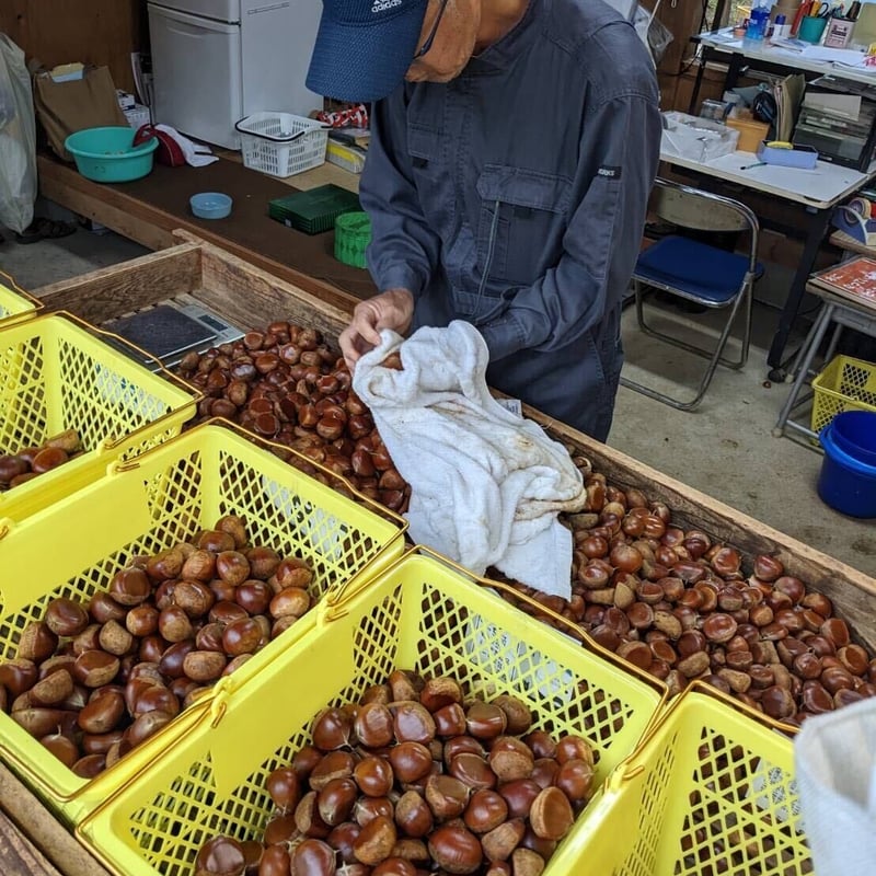 特大4Lサイズ 茨城県産　栗　生栗 imgrc0121683393.jpg