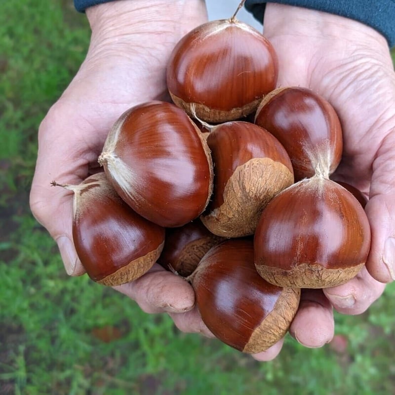 熟成栗】特大粒サイズ：4L以上 甘さ際立つ能登栗 1キロ～（予約：11月