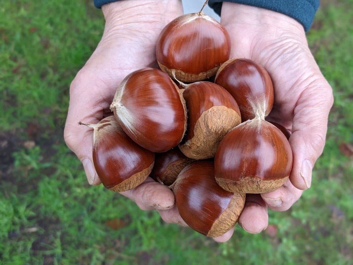 特大4Lサイズ 茨城県産 栗 生栗 超大粒『笠間の栗』茨城県