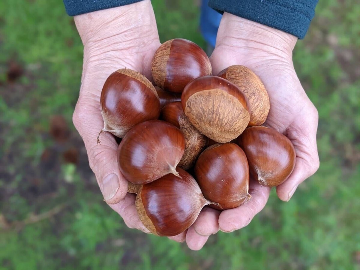 熟成栗】大粒サイズ：3L以上 甘さ際立つ中生～晩生能登栗 3～5キロ  