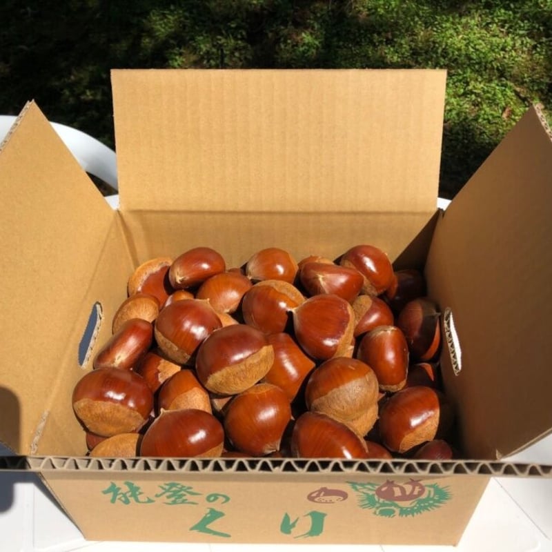 熟成栗】特大粒サイズ：4L以上 甘さ際立つ能登栗 1キロ～（予約：11月