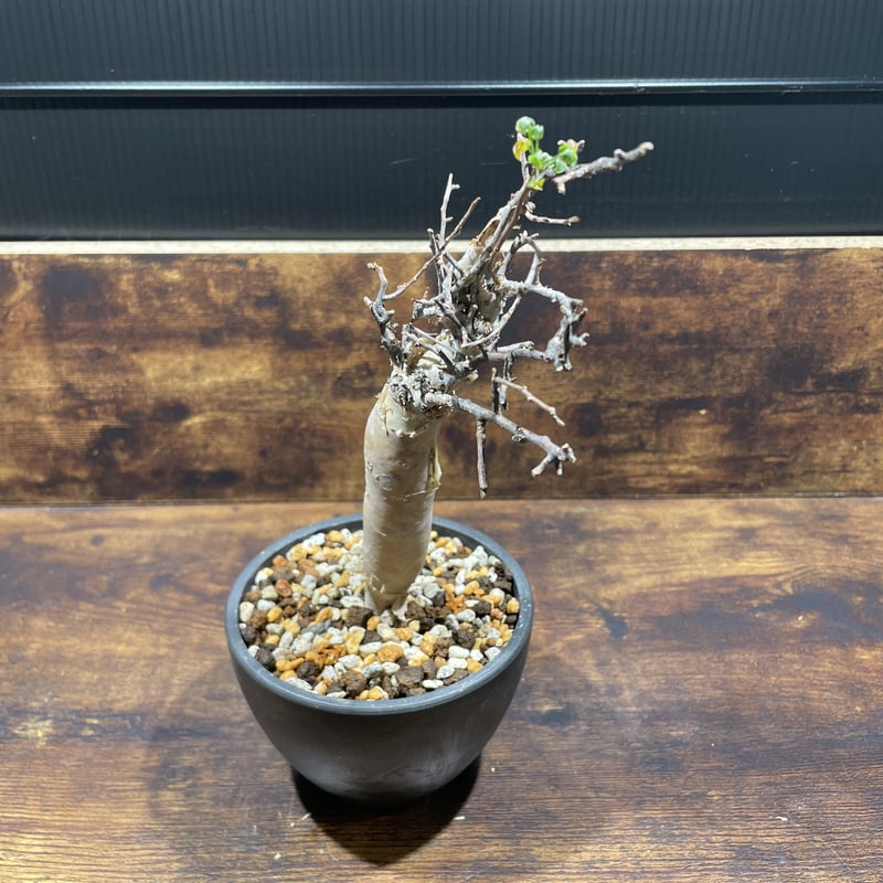 コミフォラ カタフ (ピュア ソマリア) | uc.plant Store コミフォラ カタフ (ピュア ソマリア) | uc.plant Store