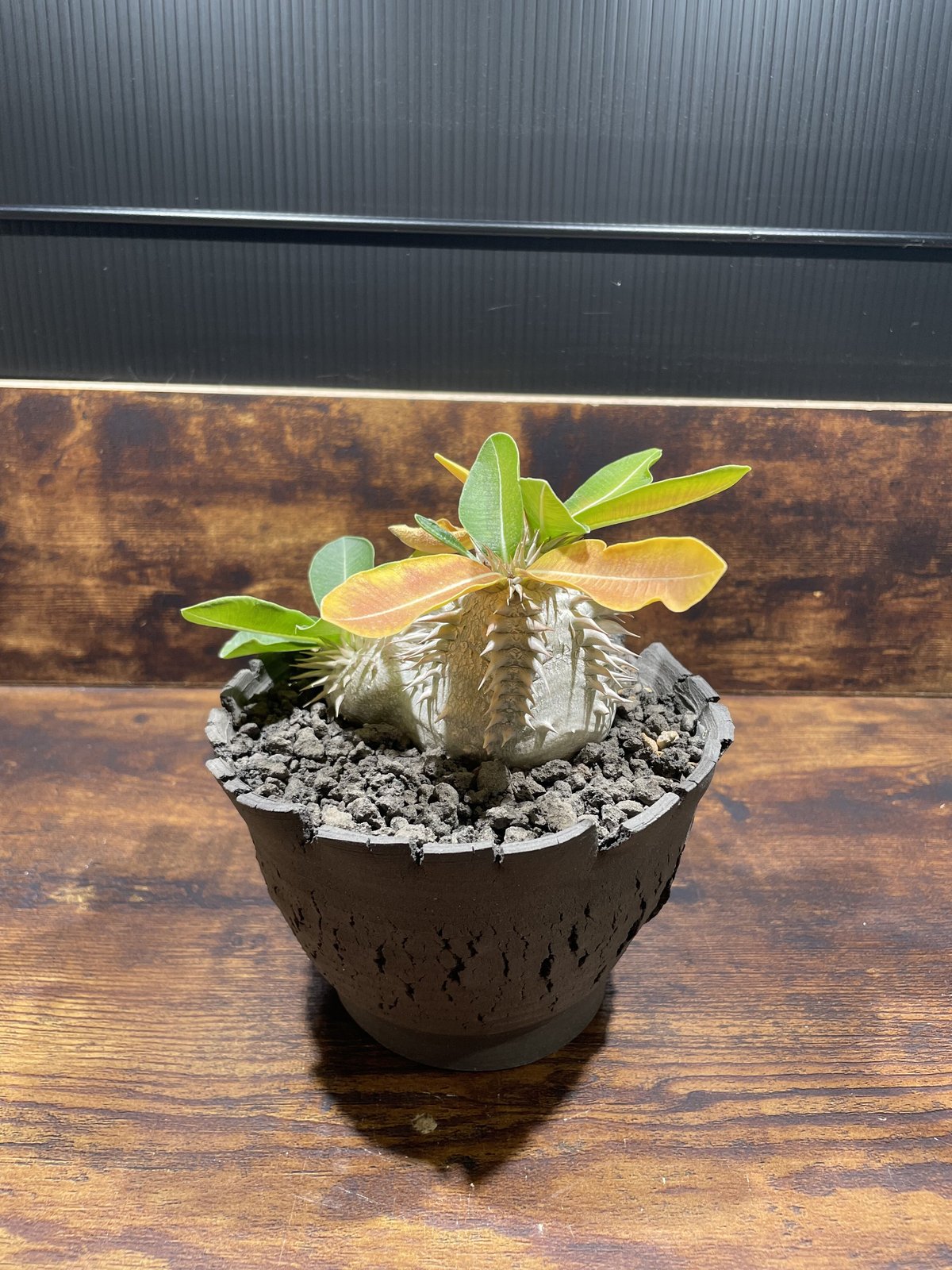 パキポディウム 恵比寿笑い(白花) | uc.plant Store