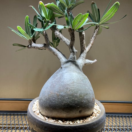 グラキリス　現地球　塊根植物 中型 黒鉢 グラキリス 現地球 大株 STORES 塊根植物の検索結果