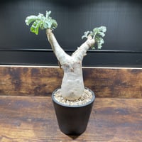 ペラルゴニウム ミラビレ 大株 | uc.plant Store