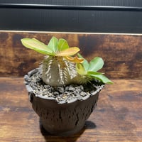 ペラルゴニウム ミラビレ 大株 | uc.plant Store