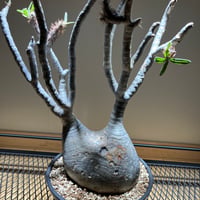 ペラルゴニウム ミラビレ 大株 | uc.plant Store