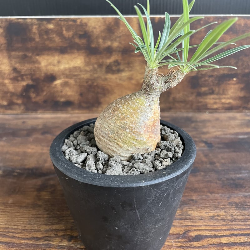 パキポディウム グラキリス | uc.plant Store
