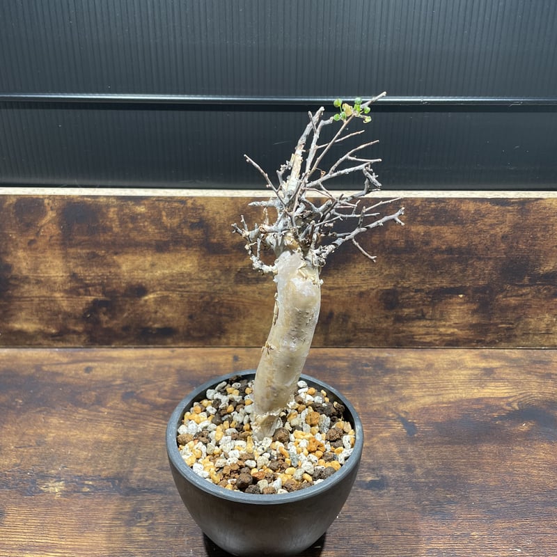 良型極太 プリケツ 発根 commiphora katafソマリア産 コミフォラ 