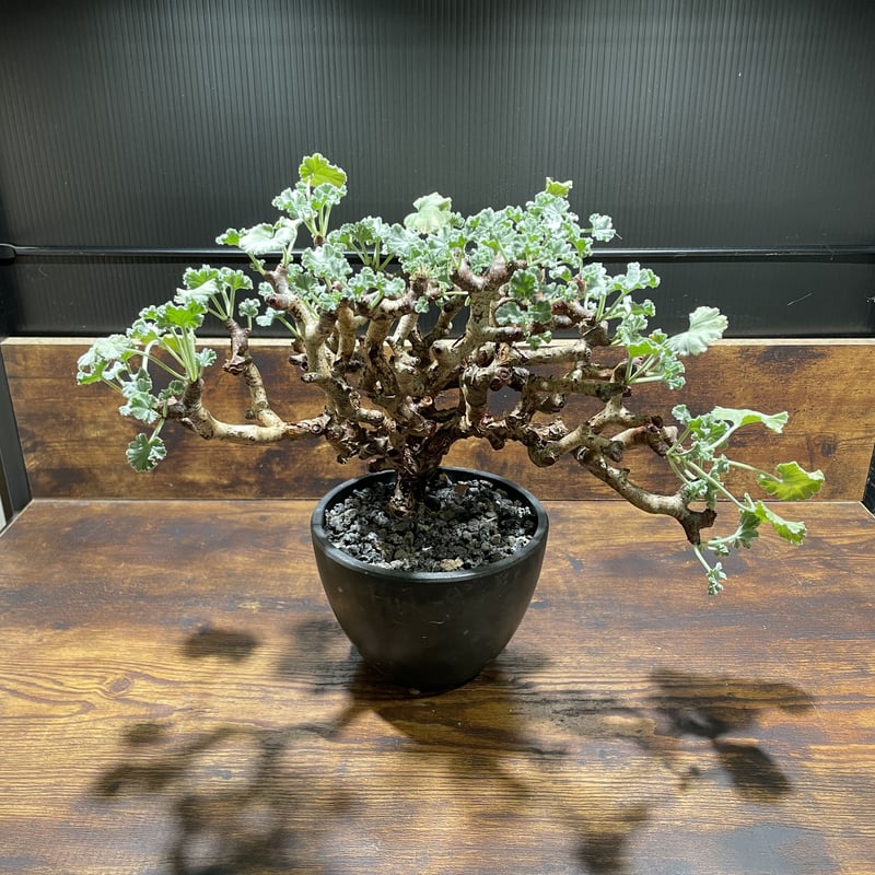 【希少コレクション株】ペラルゴニウム・ミラビレ 大株 ペラルゴニウム ミラビレ 大株 | uc.plant Store