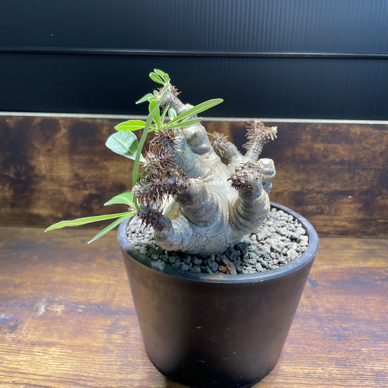 パキポディウム マカイエンセ | uc.plant Store パキポディウム マカイエンセ | uc.plant Store