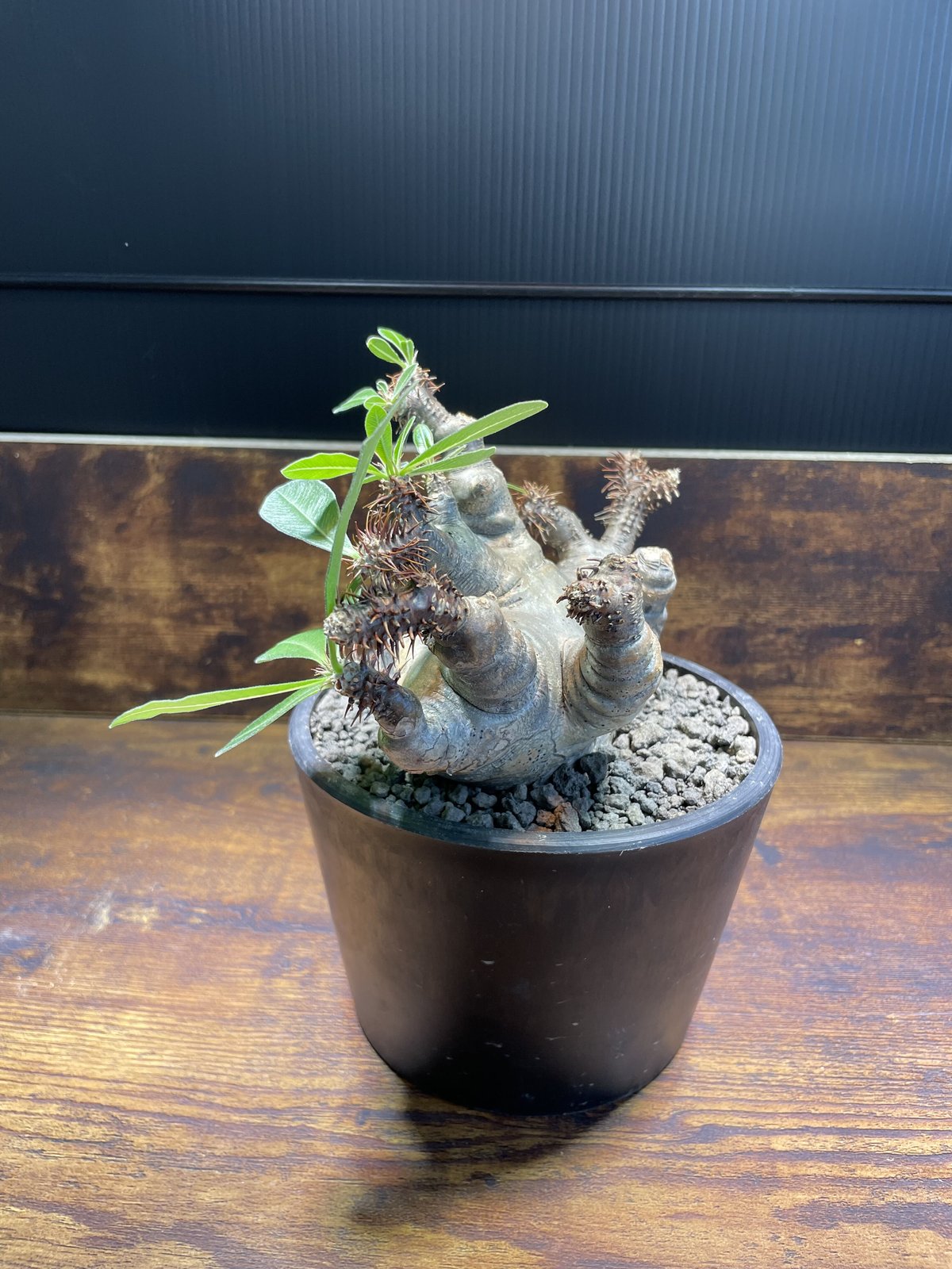 パキポディウム マカイエンセ | uc.plant Store パキポディウム マカイエンセ | uc.plant Store