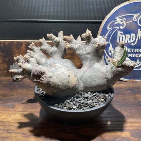 夏型塊根植物 | STORES 夏型塊根植物 | STORES
