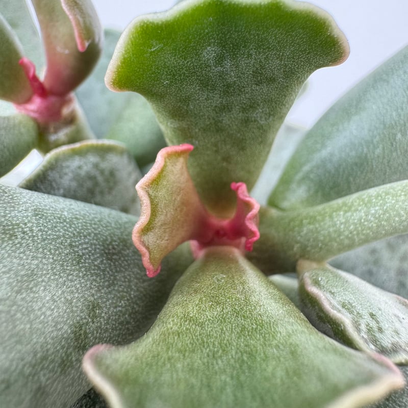 アドロミスクス　原種苗　60種類以上セット　速達 アドロミスクス 原種苗 60種類以上セット 速達