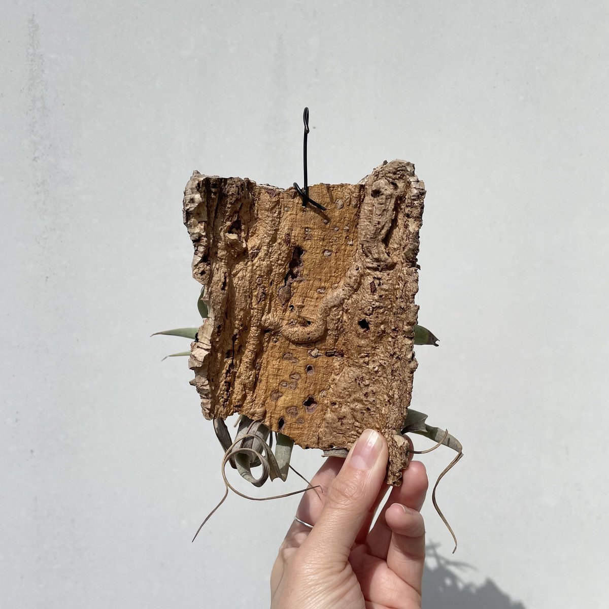 【キキララ✨】ニナファーム　ハイプロリーナ2本 41puqyHMrLL._AC_SY200_QL15_.jpg