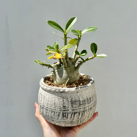 親父93　　斑入り　アデニウム・オベスム　 Adenium Ｏbesum アデニウム オベスム “ブラック “「Adenium obesum “BLACK” 」11/