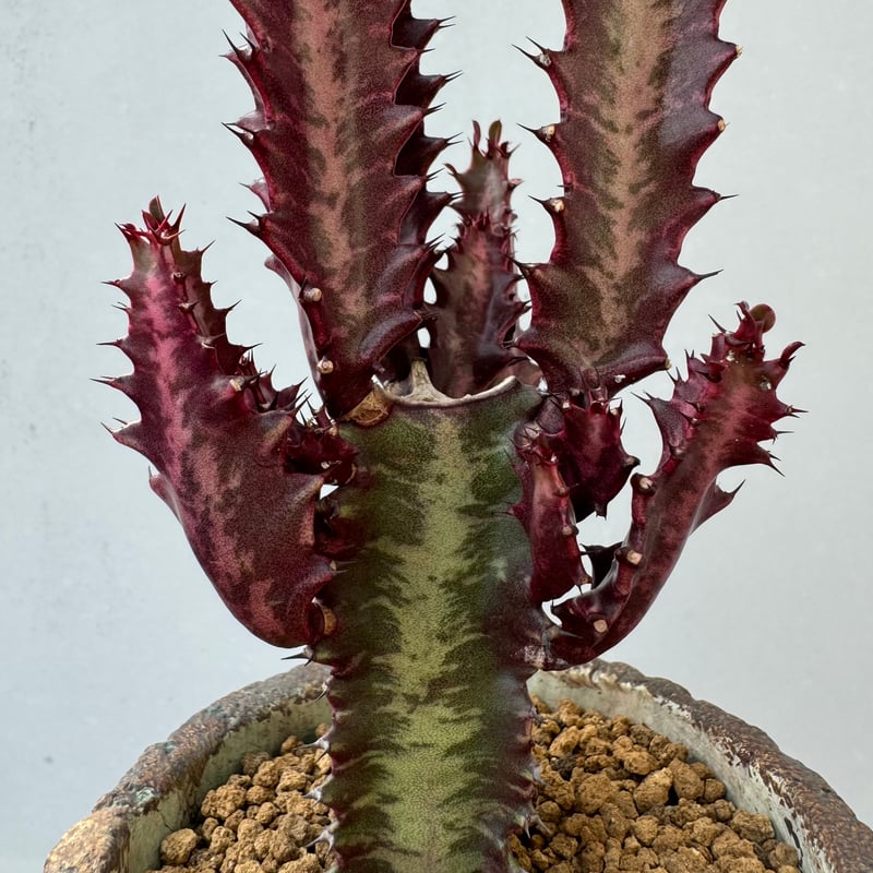 セール中 アガベ 多肉植物 チタノタ 魔丸 自家繁殖狂刺美株 アガベ