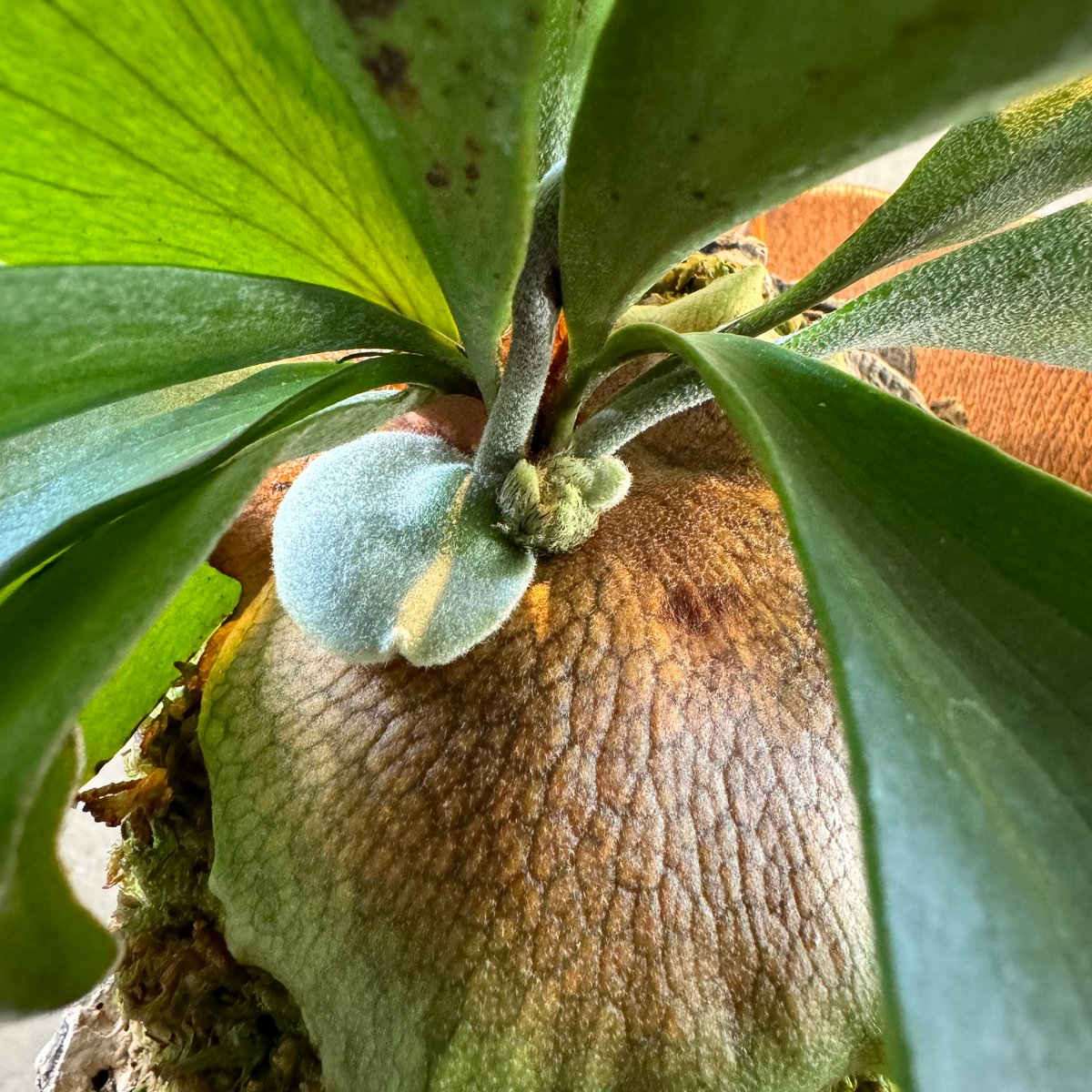 ビカクシダ | NINA