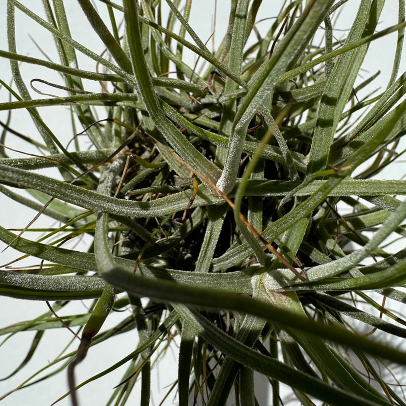 菫〉Tillandsia 'カミヤデライト' (シーディアナ x フンキアナ