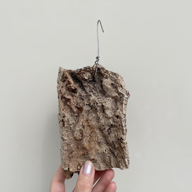 交渉ok (レア)チランジア　フンキアナ　6種類セット チランジア フンキアナ Tillandsia funckianaのショッピング