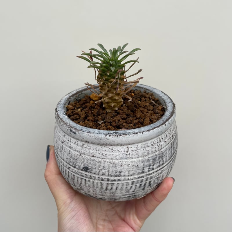 ユーフォルビア・カイマギョク | NINA