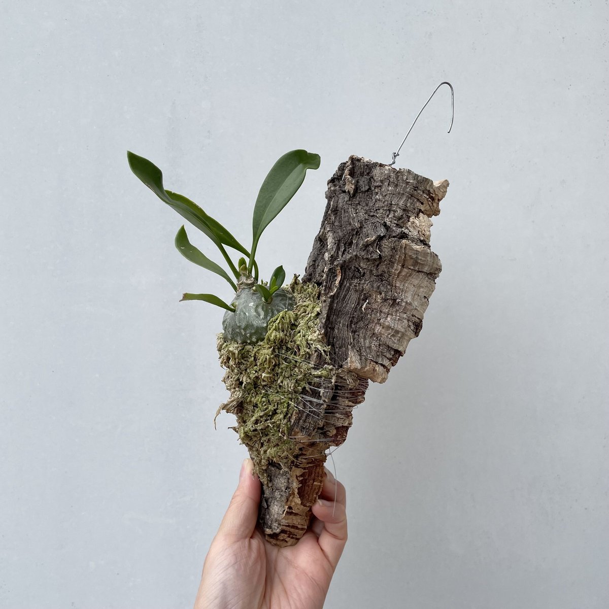 ヒドノフィツム・パプアナム | NINA