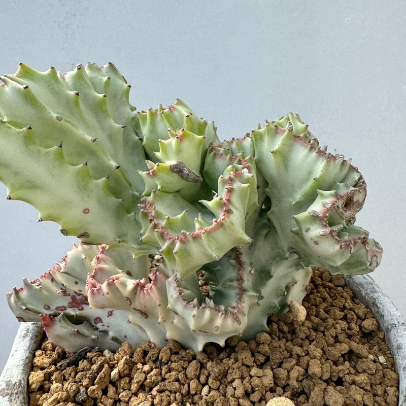 ユーフォルビア・ラクテア・ホワイトゴースト | NINA