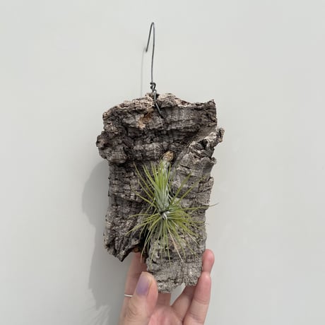 フンキアナ | STORES