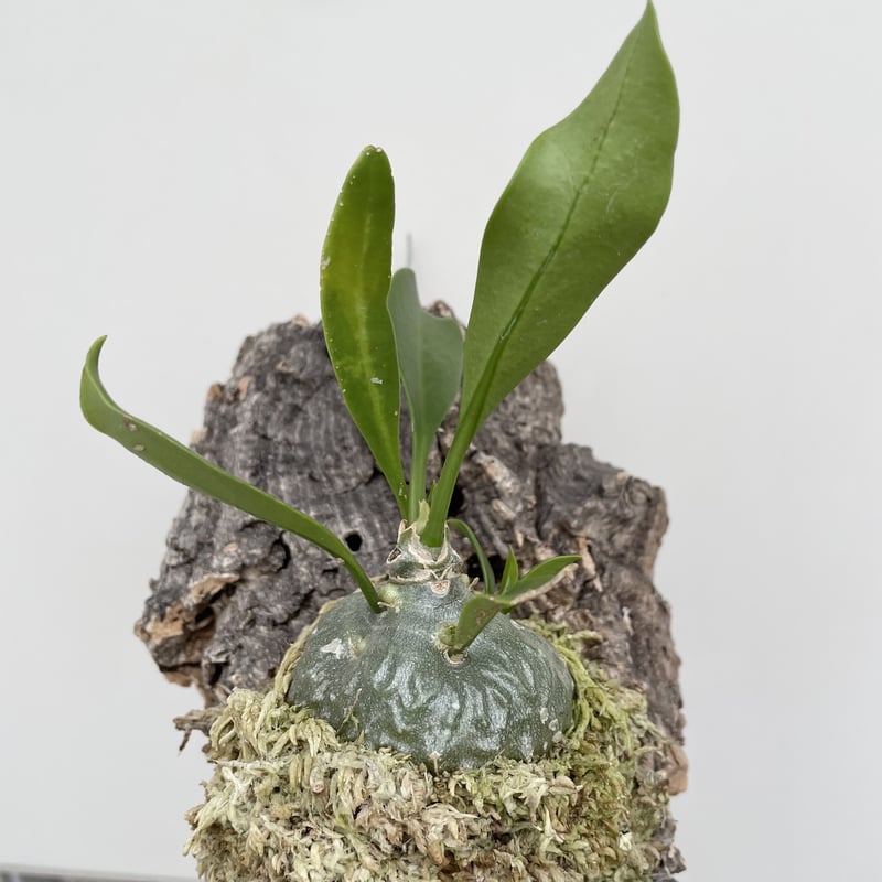 ヒドノフィツム・パプアナム | NINA