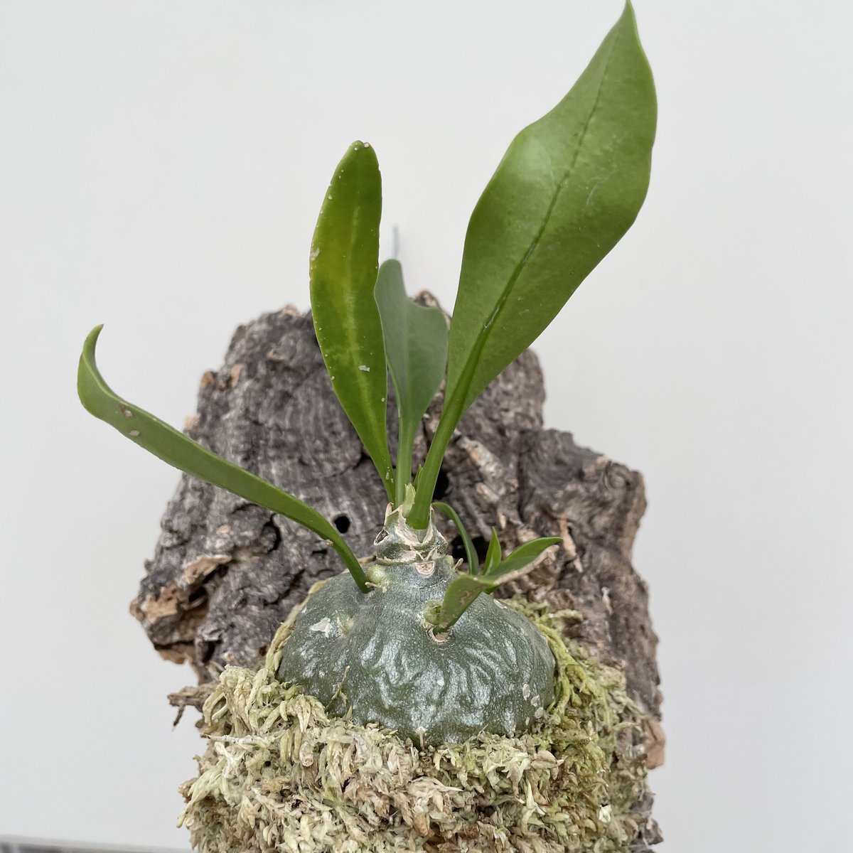 アリ植物ヒドノフィツムパプアナム ヒドノフィツム パプアナム 通称、蟻の巣玉。 肥大した幹に空い