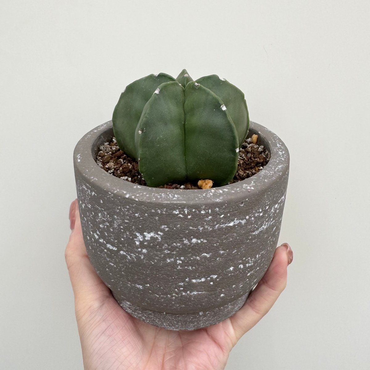 希少 アストロフィツム 肋骨 ゼブラ ランポー アストロフィツム