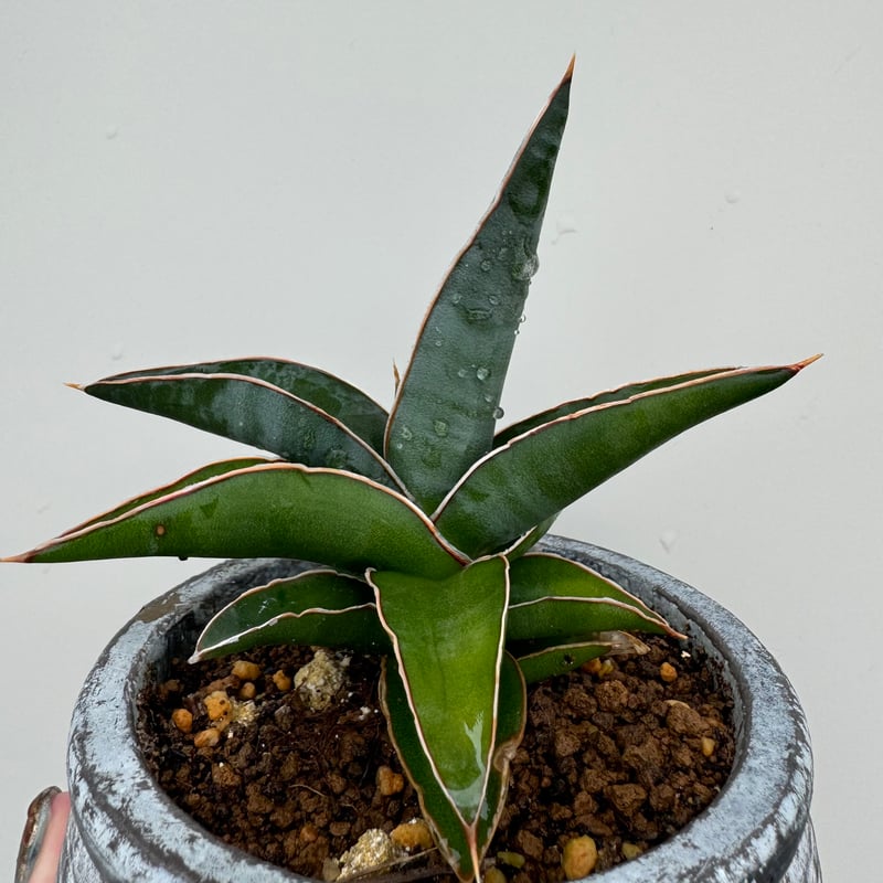 サンセベリア・ロブスタブルー | NINA