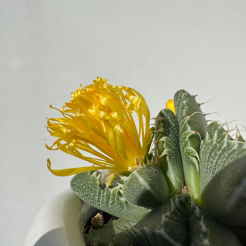 レア✨フォーカリア　鯨皮　抜き苗 フォーカリア・チグリナ | NINA