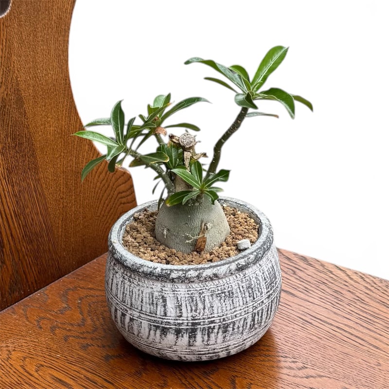 アデニウム | NINA