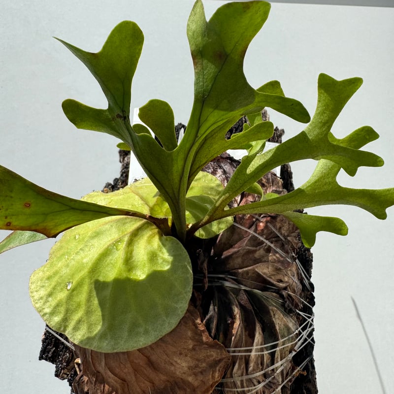 ビカクシダ・リドレイ | NINA