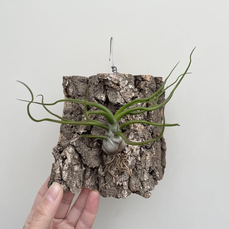 ブルボーサ | STORES