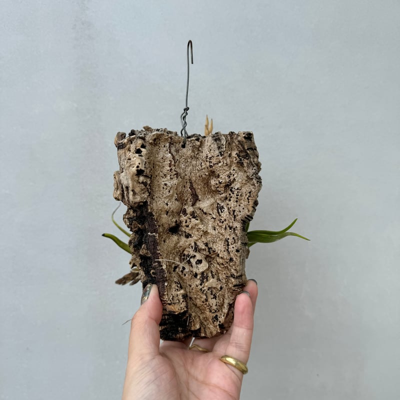 チランジア・カプトメデューサ | NINA