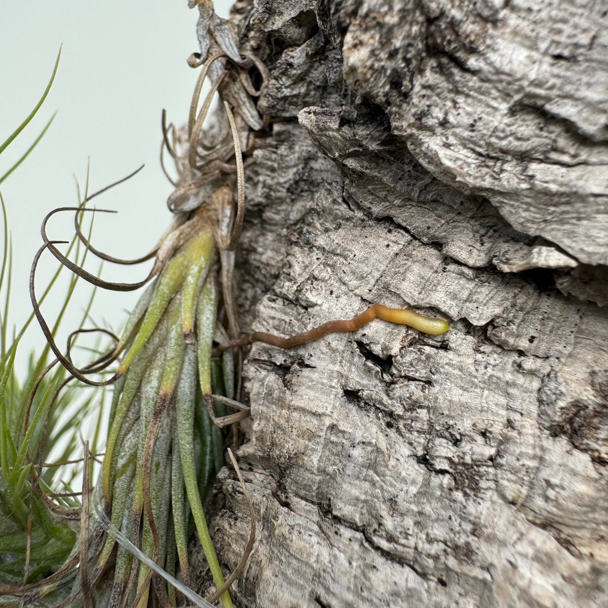 チランジア　ドミンゴズ　フンキアナ Tillandsia funckiana large form ティランジア チランジア・フン