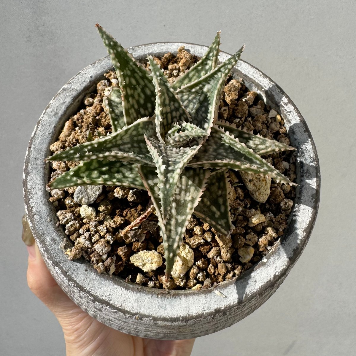 Aloe rauhii Super White Wing アロエ ラウヒー 珍品 Aloe rauhii Super White Wing アロエ ラウヒー 珍品 - メルカリ