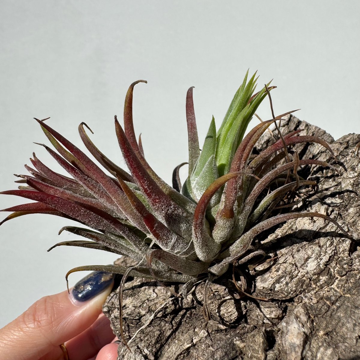 チランジア・イオナンタ | NINA