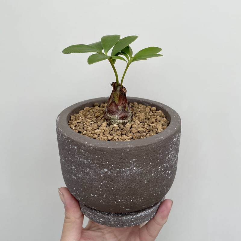 ザミア・プミラ | NINA