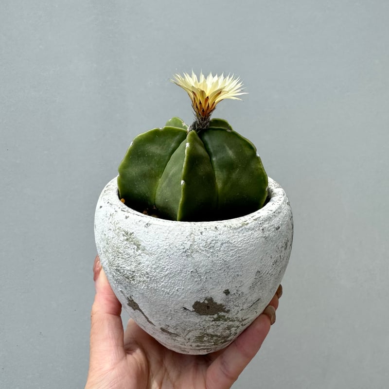 楽天市場】アストロフィツム ランポー玉 開花株 (鸞鳳玉・らん