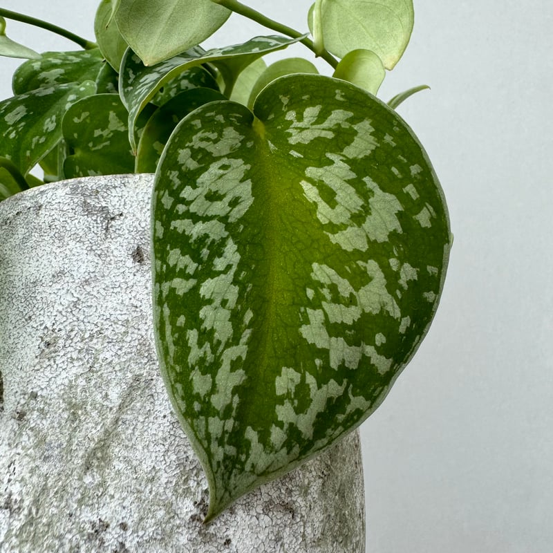 スキンダプサス・ピクタス・アルギレウス | NINA