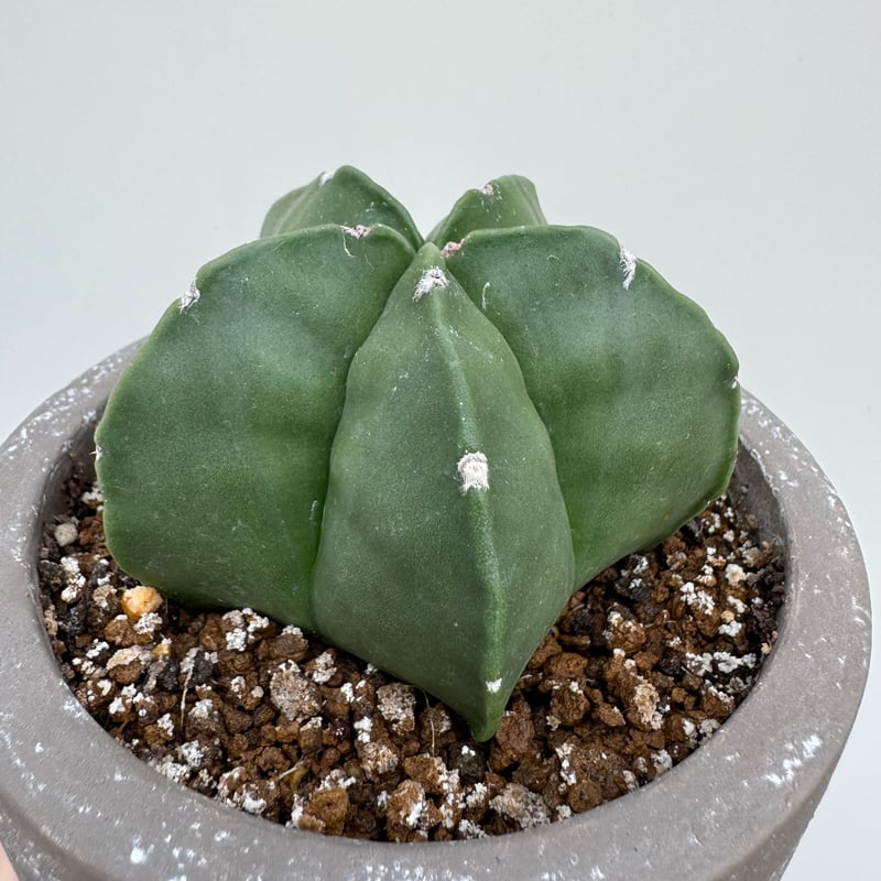 アストロフィツム・ランポー玉 | NINA