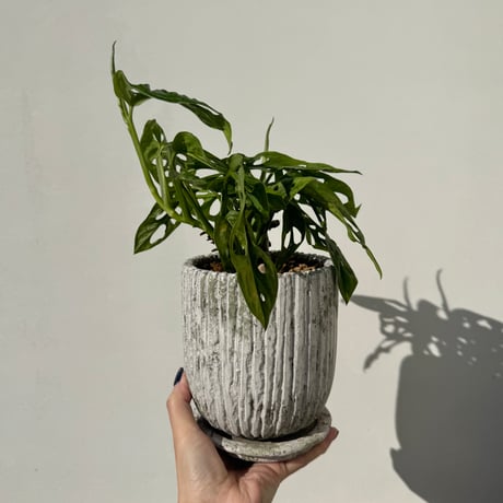 【✴︎】斑入りマドカズラ　板付　インテリアグリーン　希少　チーズプラント　チーズ ✴︎】斑入りマドカズラ 板付 インテリアグリーン 希少 チーズ